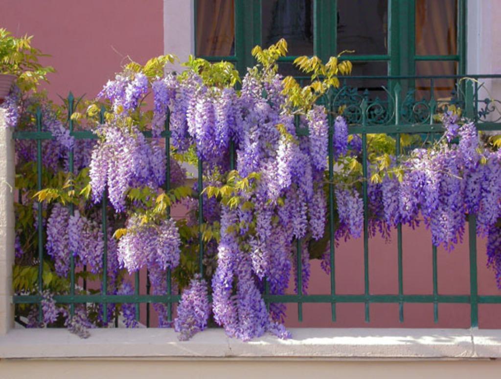 Zeer mooie BLAUWE REGEN (Wisteria), in pot, 1 Mtr, 16€/stuk, Tuin en Terras, Volle zon, Vaste plant, Ophalen of Verzenden, Klimplanten