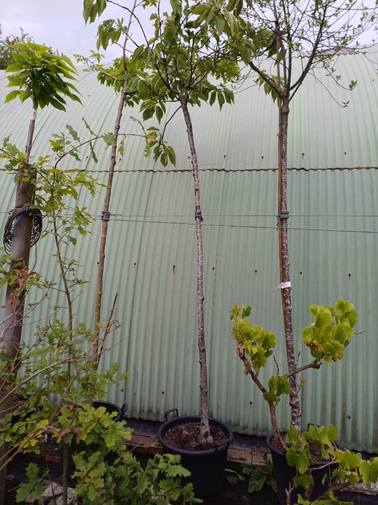Prunus 'Taihaku' hoogstam, Enlèvement, En pot