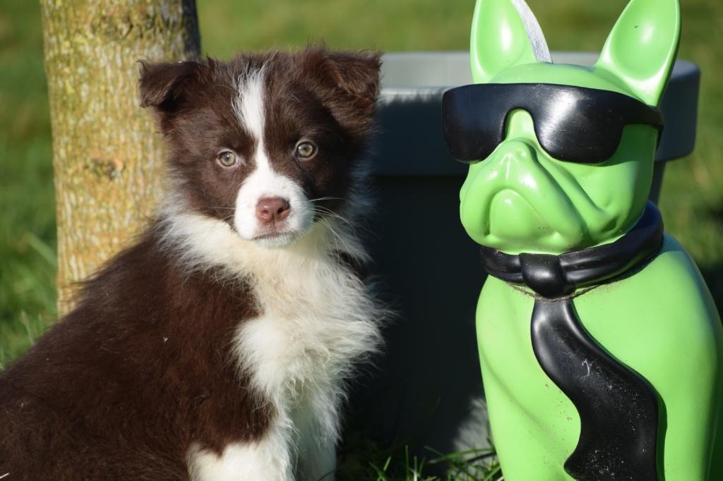 Australische herder pups of Aussi, Dieren en Toebehoren, België, 15 weken tot 1 jaar, Meerdere, Meerdere dieren