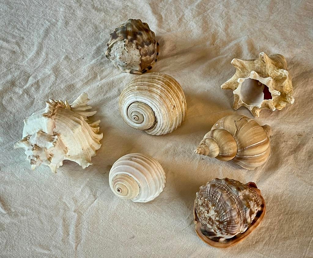 Seashell collectie, Ophalen of Verzenden, Schelp(en)