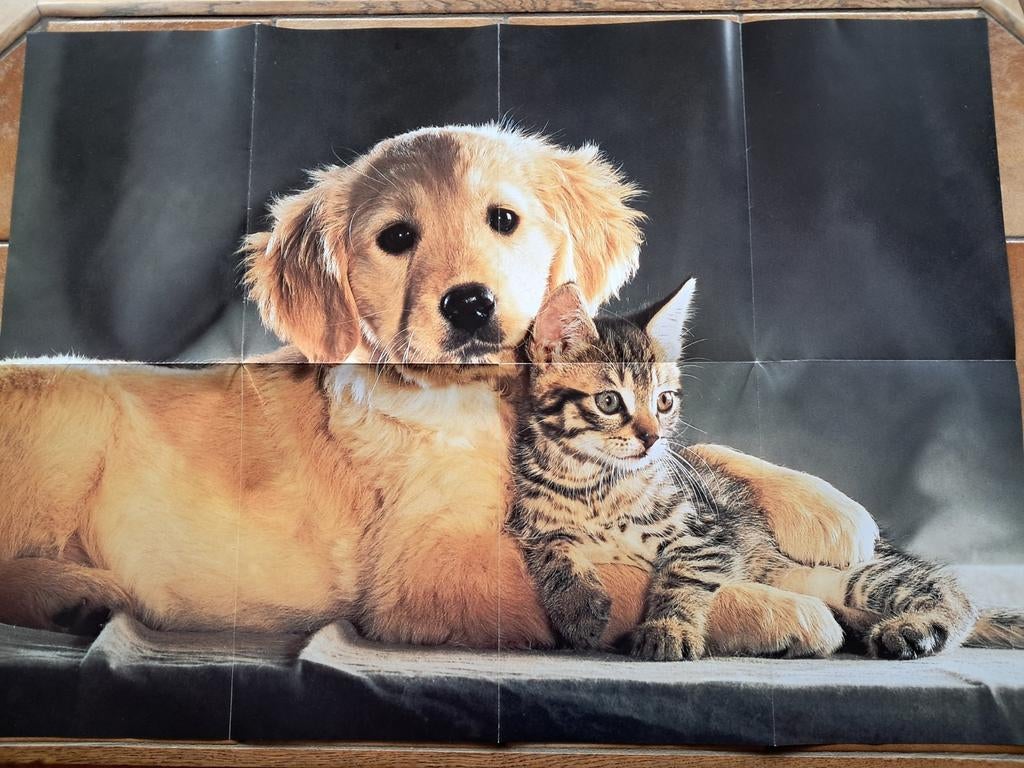 Poster van goud en katten, Rechthoekig Staand, Deurposter of groter, Nieuw, Ophalen of Verzenden