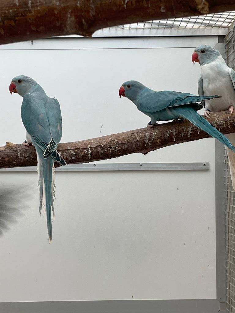 Koppels halsbandparkieten Opaline wkws butterkop bont, Animaux & Accessoires, Oiseaux | Perruches & Perroquets, Perruche, Plusieurs animaux