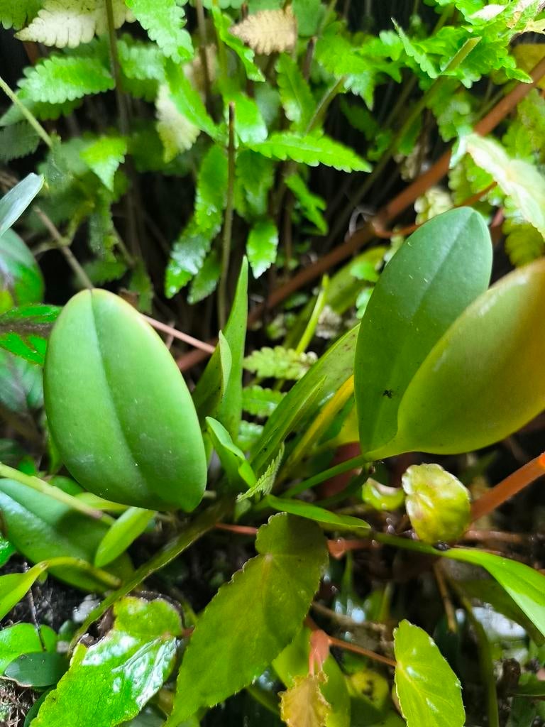 orchidée botanique Pleurothallis obovata, Enlèvement ou Envoi