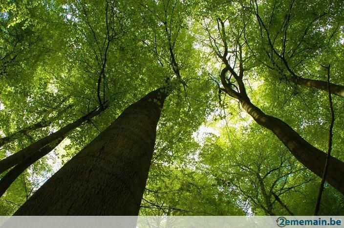 Foto op canvas, „Wood giant”, 40 x 60 cm, ingelijst, Verzenden