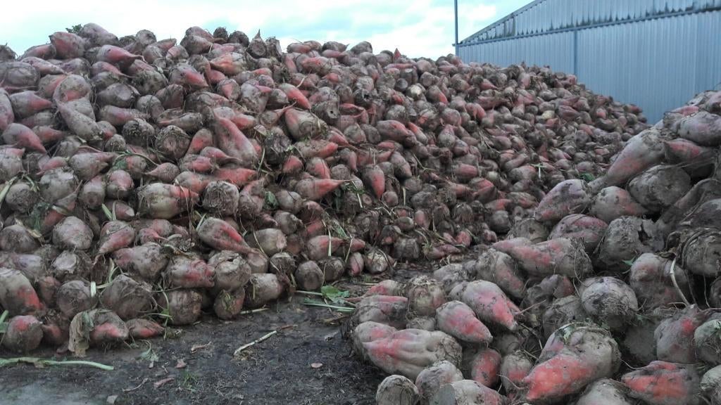 Voederbieten te koop, Ophalen