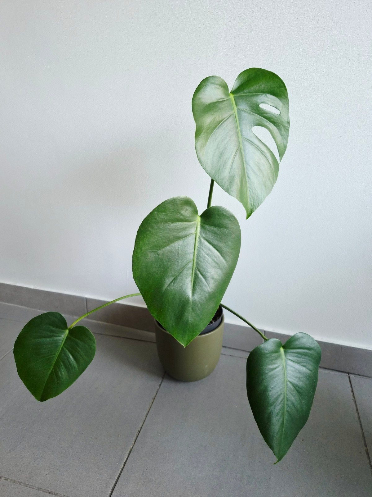 Monstera Deliciosa, Autres espèces, En pot, Moins de 100 cm, Enlèvement