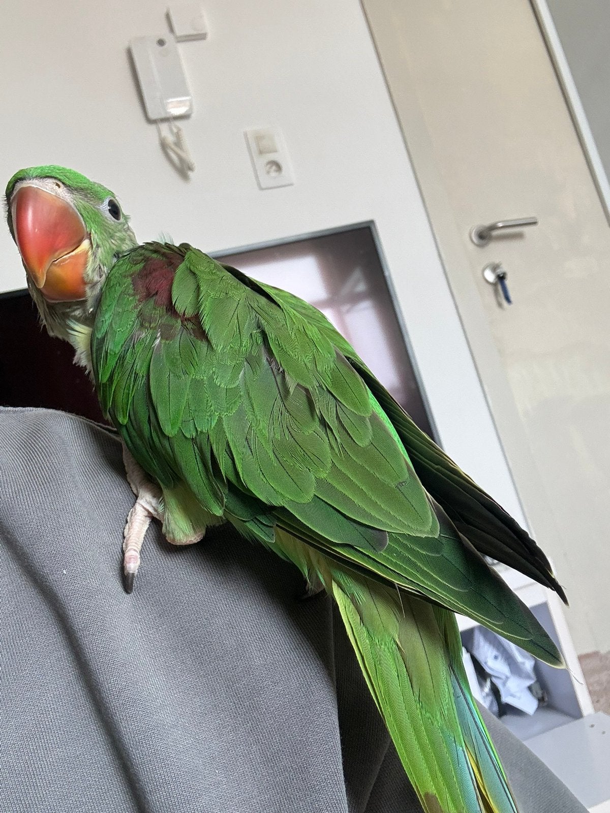 Tamme Alexanderparkiet te koop, Dieren en Toebehoren, Vogels | Parkieten en Papegaaien, Parkiet, Tam