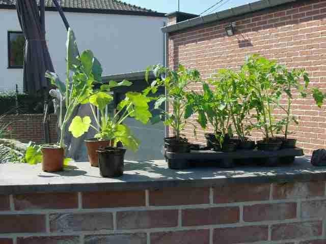 lot de plants de légumes a repiquer, Tuin en Terras, Ophalen