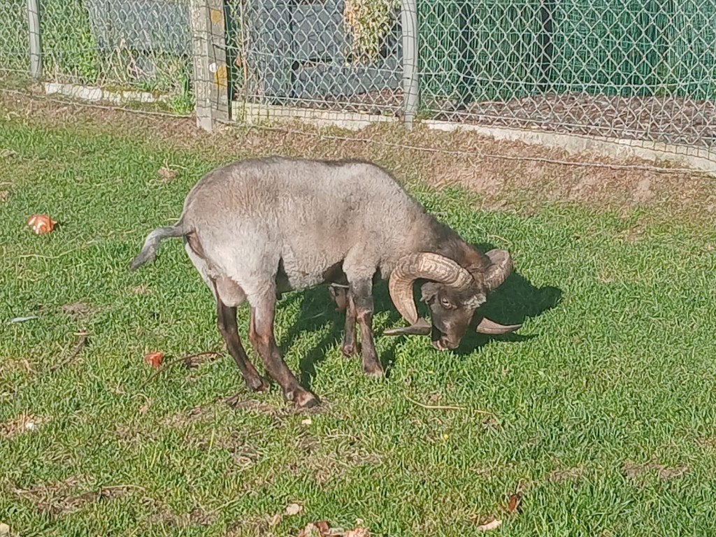 Ouessant ram en ramlammeren, Mannelijk, Schaap, 0 tot 2 jaar