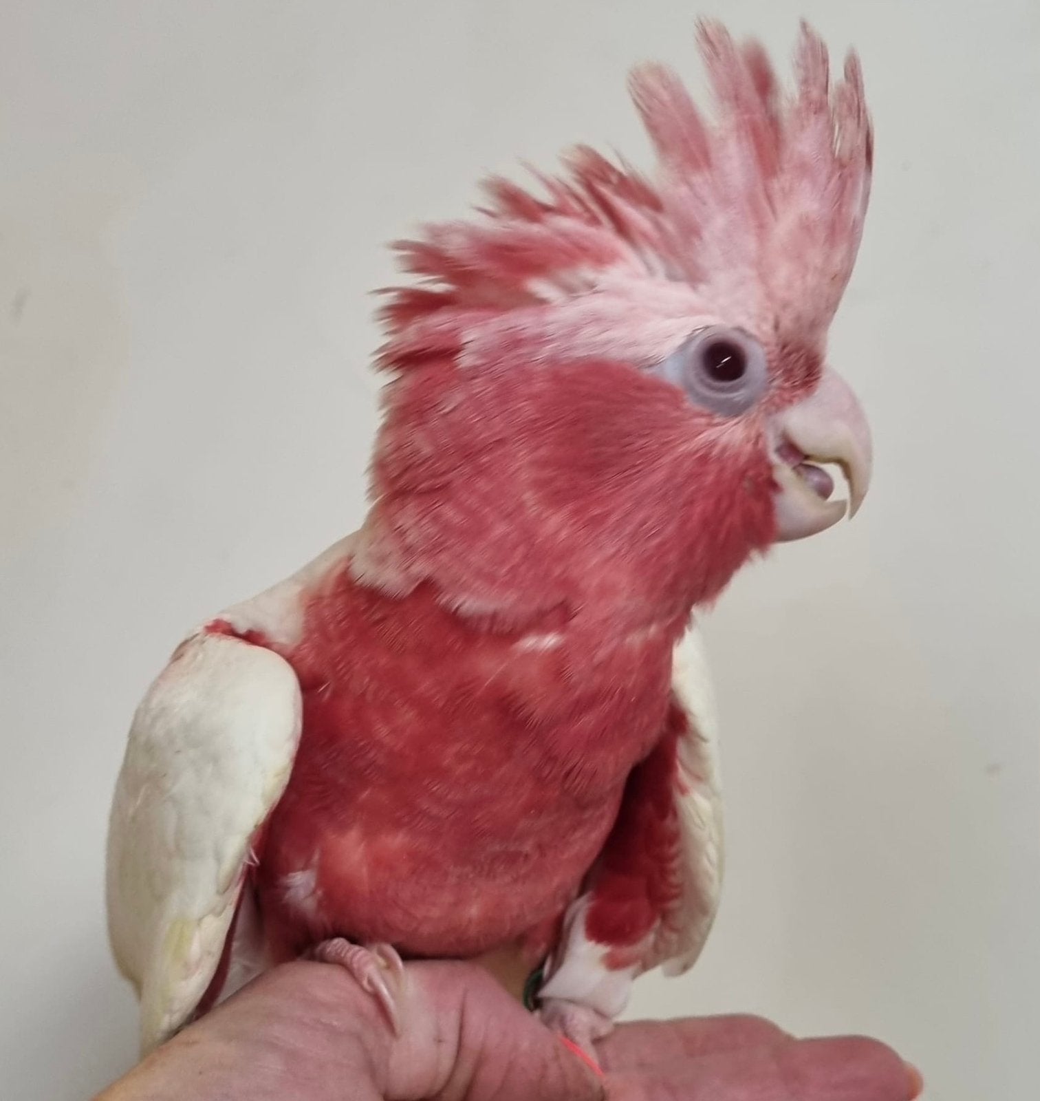 Jonge kaketoes, super tam, Dieren en Toebehoren, Papegaai, Pratend