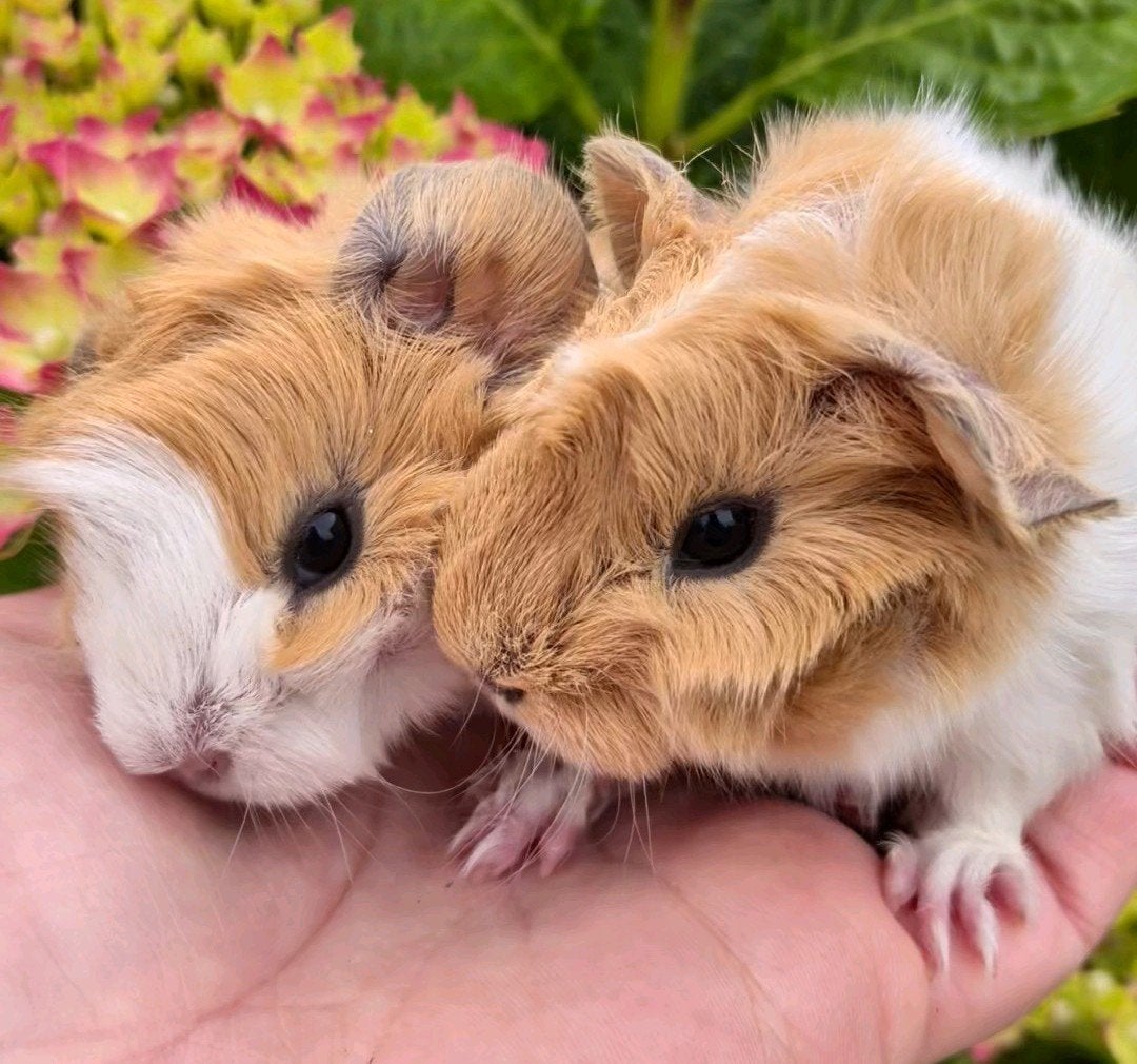 Baby borstel cavia beertje mannetje, Mâle, Juin, Domestique, Cobaye