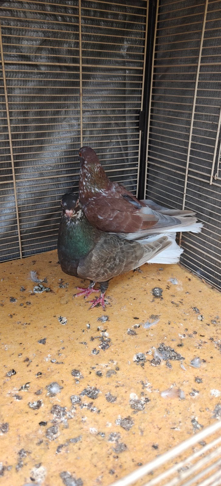 duiven te koop