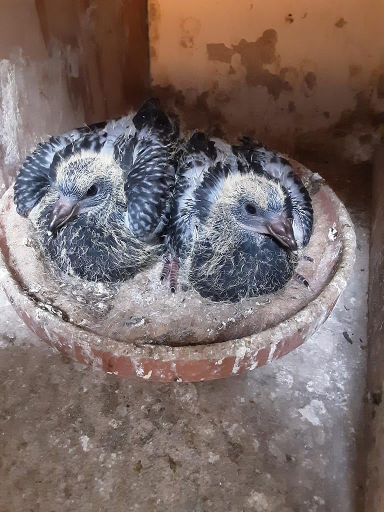 Jonge duiven te koop, Dieren en Toebehoren, Pluimvee