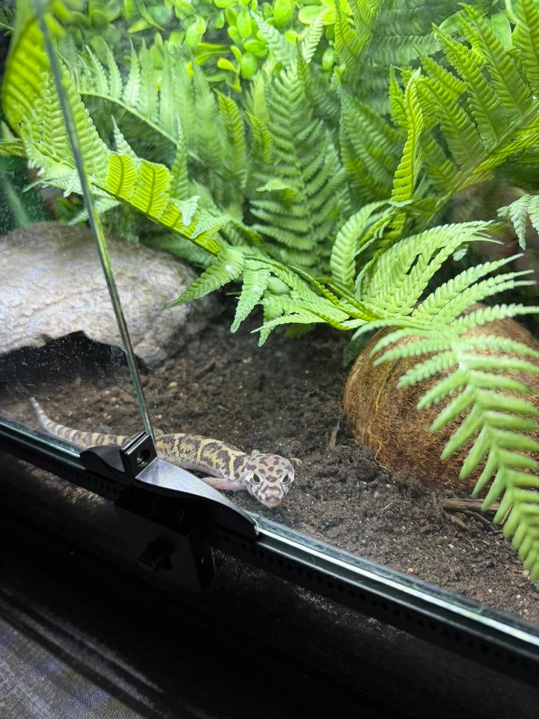 Luipaardgekko met terrarium, Dieren en Toebehoren, Ophalen, Zo goed als nieuw, Terrarium of Paludarium