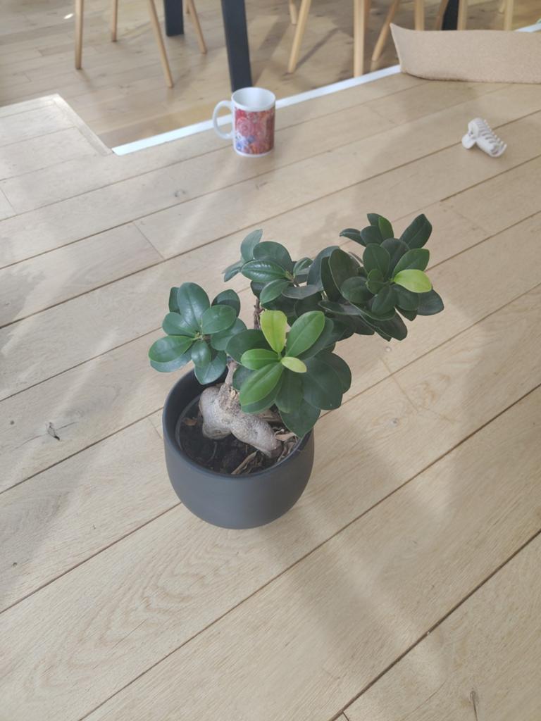 Plante verte ficus microcarpa, Jardin & Terrasse, Enlèvement