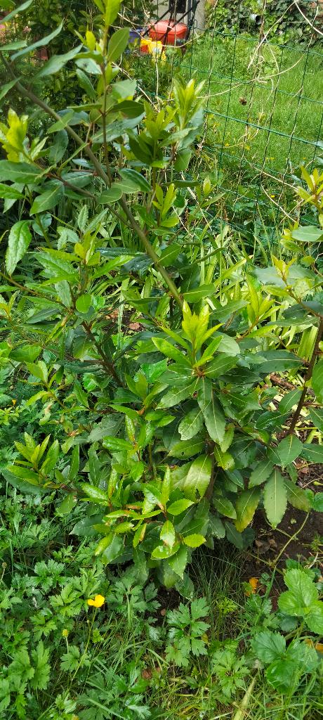 Fruitbomen, Tuin en Terras, Planten | Fruitbomen, Overige soorten, Minder dan 100 cm, In pot, Ophalen