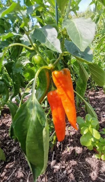 5 zaden paprika oranje Corno di toro - zoete puntpaprika, Tuin en Terras, Verzenden, Voorjaar, Volle zon, Zaad