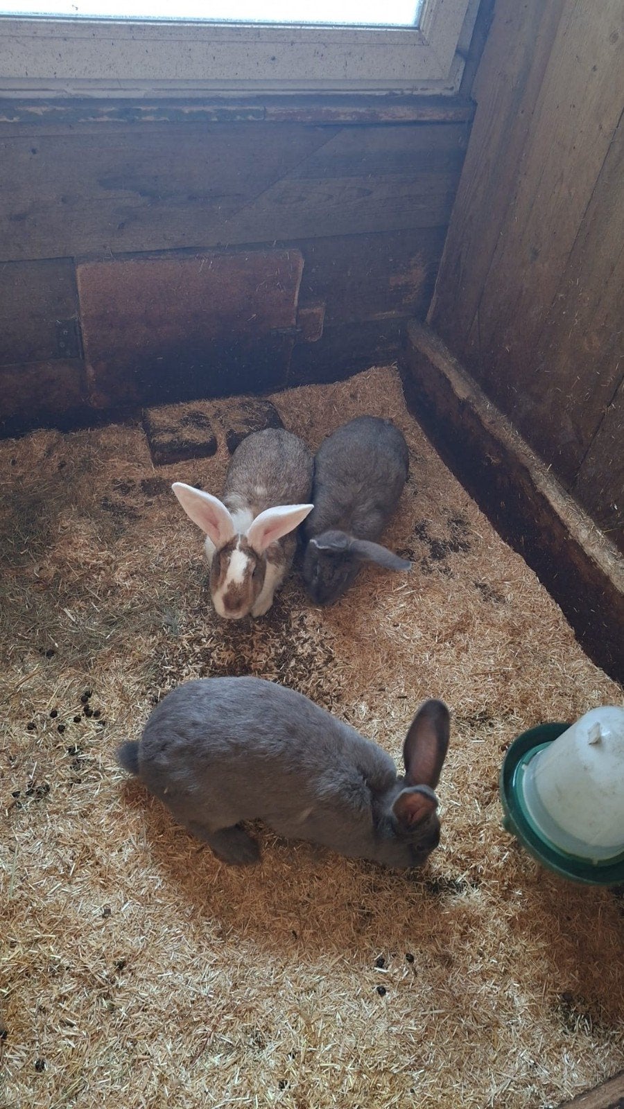 Vlaamse reuzen voedsters, Dieren en Toebehoren, Konijnen, Vrouwelijk, Groot, 0 tot 2 jaar
