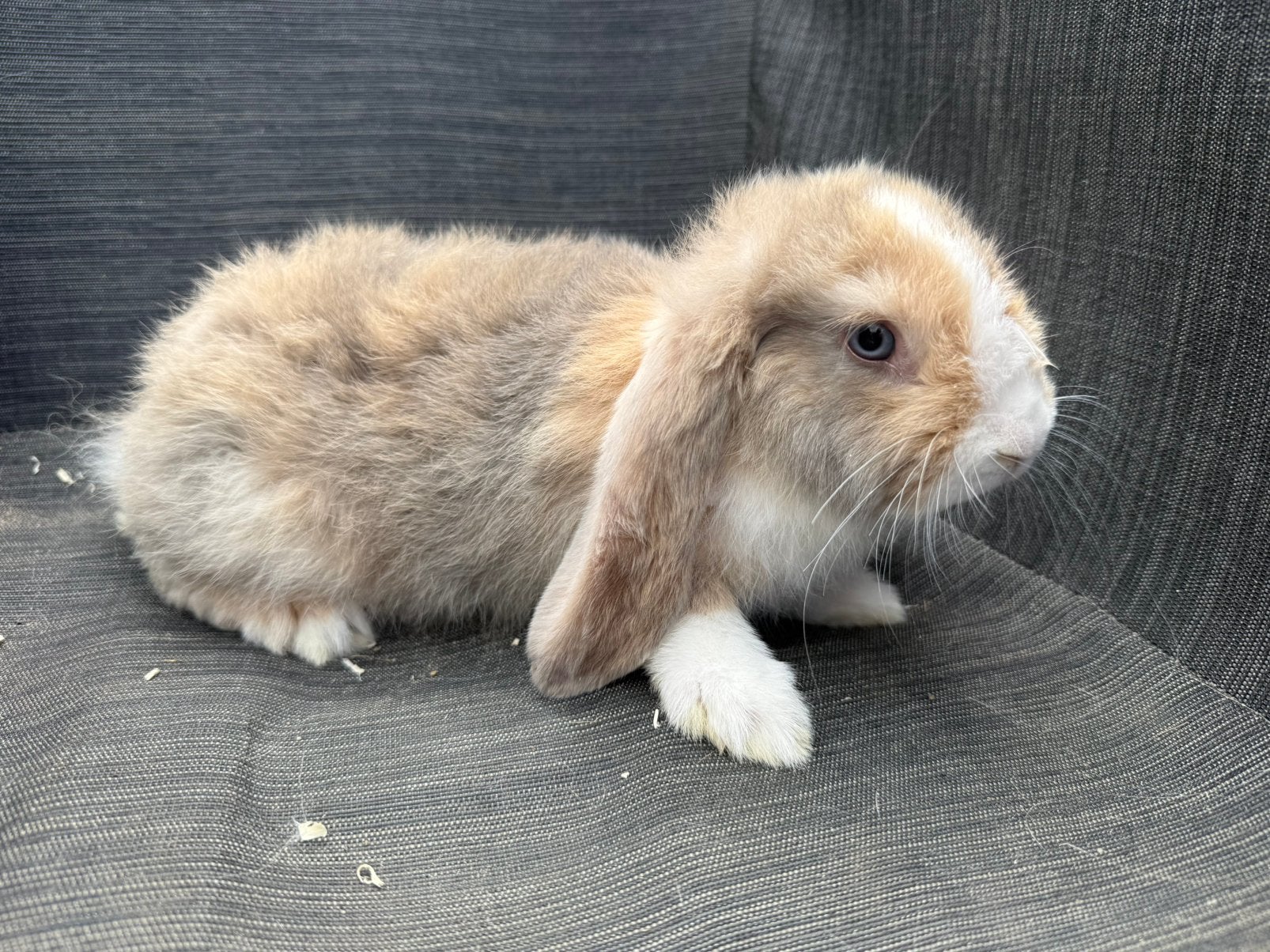 Franse hangoor voedster, Dieren en Toebehoren, Konijnen, Vrouwelijk, Groot, Hangoor, 0 tot 2 jaar