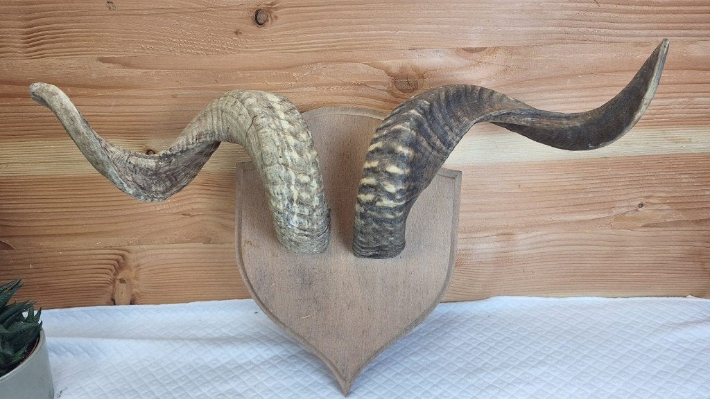 Taxidermie - opgezette ramshoorn, Ophalen of Verzenden, Gebruikt, Boerderijdier, Gewei of Kop