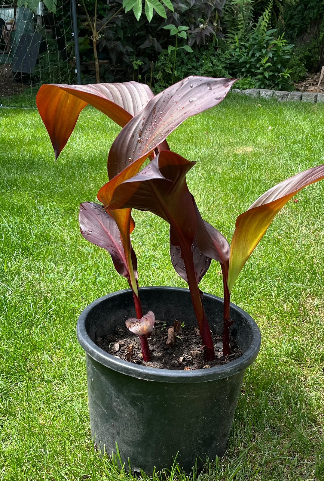 Canna, rode bloem, bordeaux blad, Ophalen