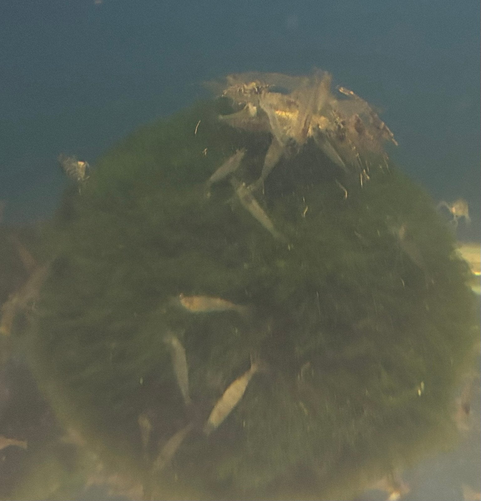 Garnalen wildkleur, Dieren en Toebehoren, Vissen | Aquariumvissen, Kreeft, Krab of Garnaal, Zoetwatervis