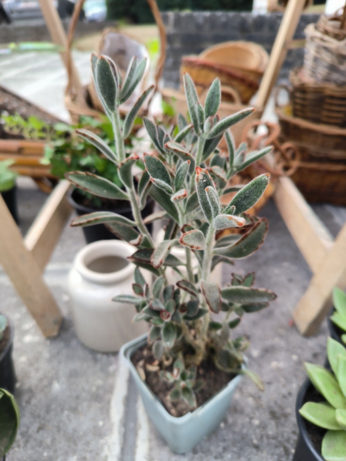 Kalanchoë tomentosa vetplant succulent, Huis en Inrichting, Kamerplanten, Ophalen, Vetplant, Minder dan 100 cm, Volle zon