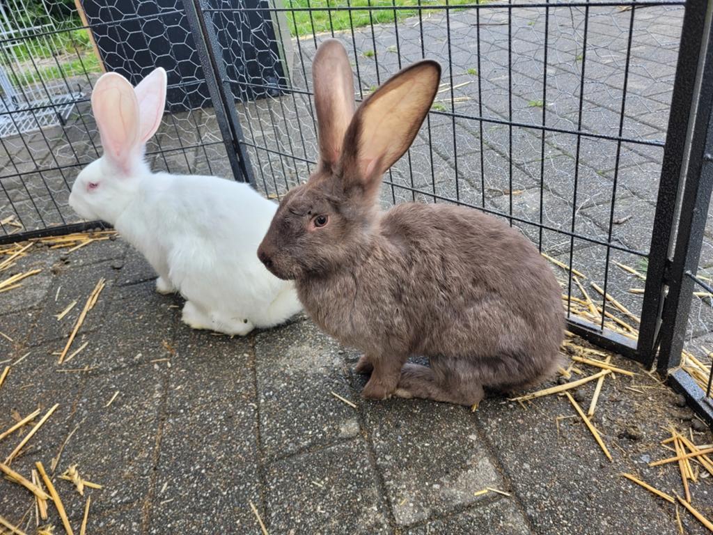 Duitse reusjes, Dieren en Toebehoren, Konijnen