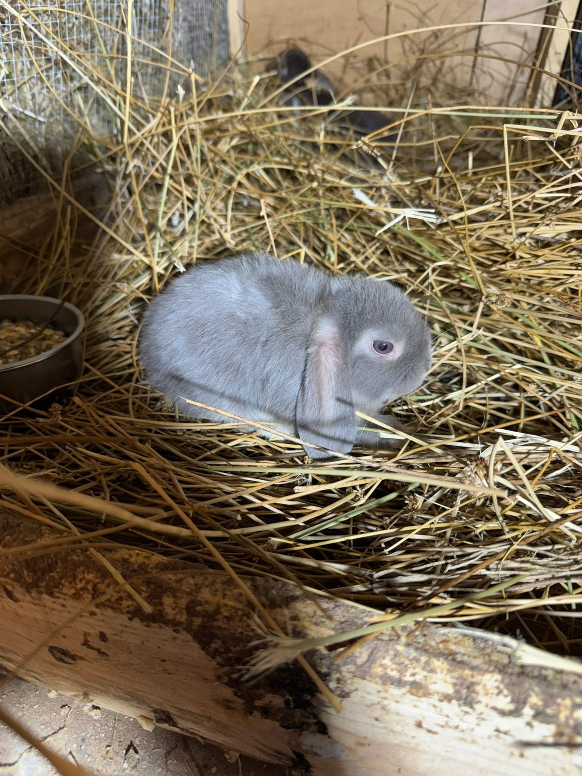 NHD rammetje – 9 weken, Dieren en Toebehoren, Dwerg, Hangoor