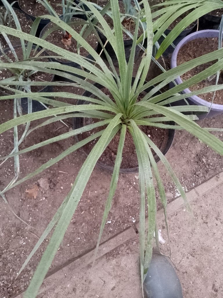 cordelyn, Jardin & Terrasse, Plantes | Jardin, Enlèvement