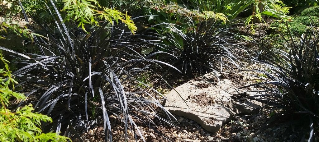Zwarte slangenbaard, Ophalen, Lente, Vaste plant, Siergrassen