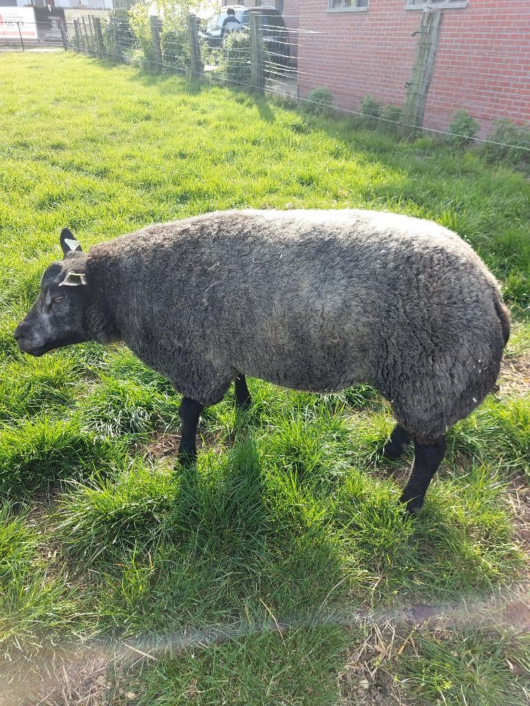 Goede blauwe texel ram, Dieren en Toebehoren, Schapen, Geiten en Varkens, Mannelijk, Schaap, 0 tot 2 jaar