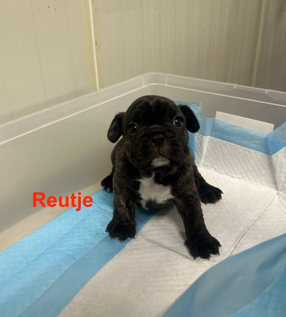 Franse Bulldog Ouders aanwezig, Dieren en Toebehoren, België, Particulier, CDV (hondenziekte), 8 tot 15 weken