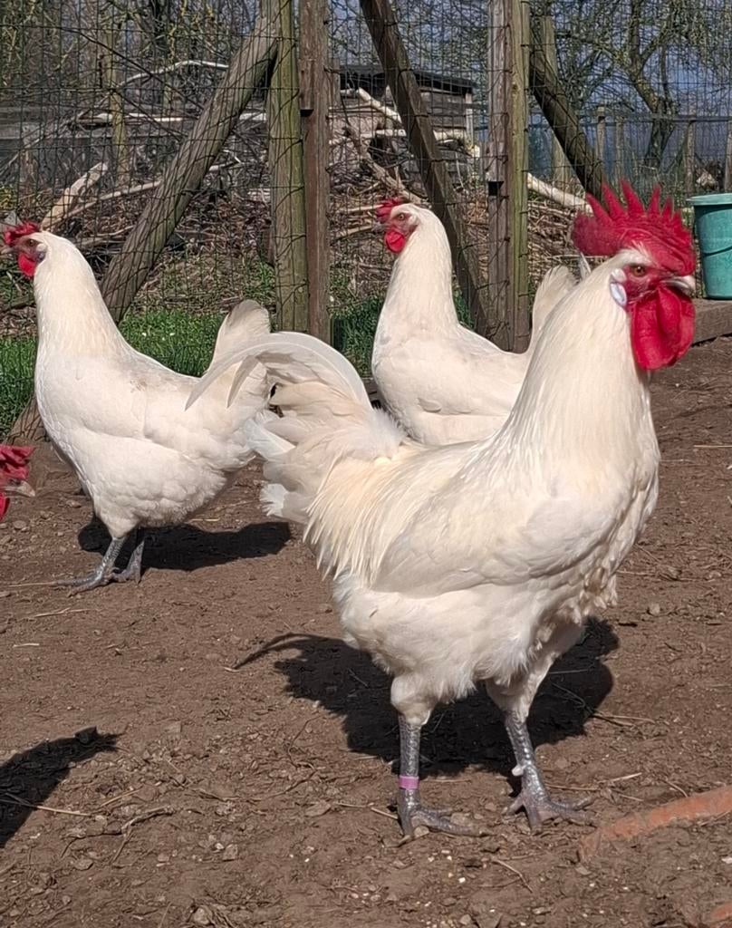 Broedeieren Franse Poule De Bresse  , witte kleur  , raszuiv, Dieren en Toebehoren, Pluimvee