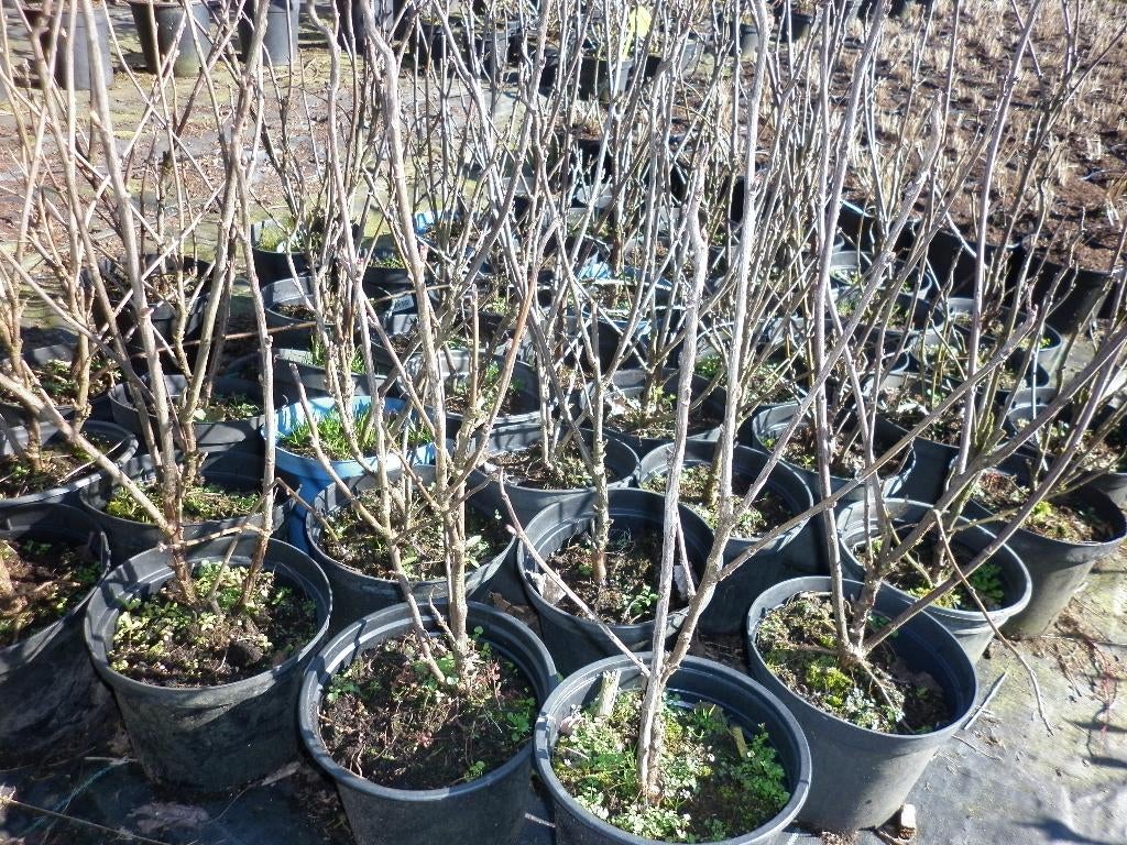 cassis, cassis, En pot, Plein soleil, Moins de 100 cm, Enlèvement