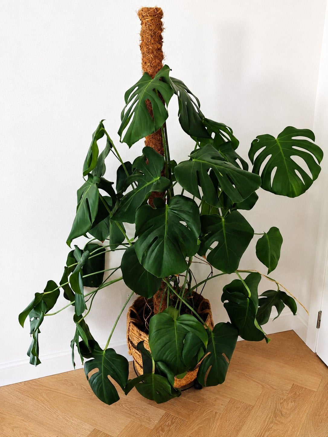 Monstera Deliciosa kamerplant hoogte 1,5m, Huis en Inrichting, Kamerplanten, Ophalen