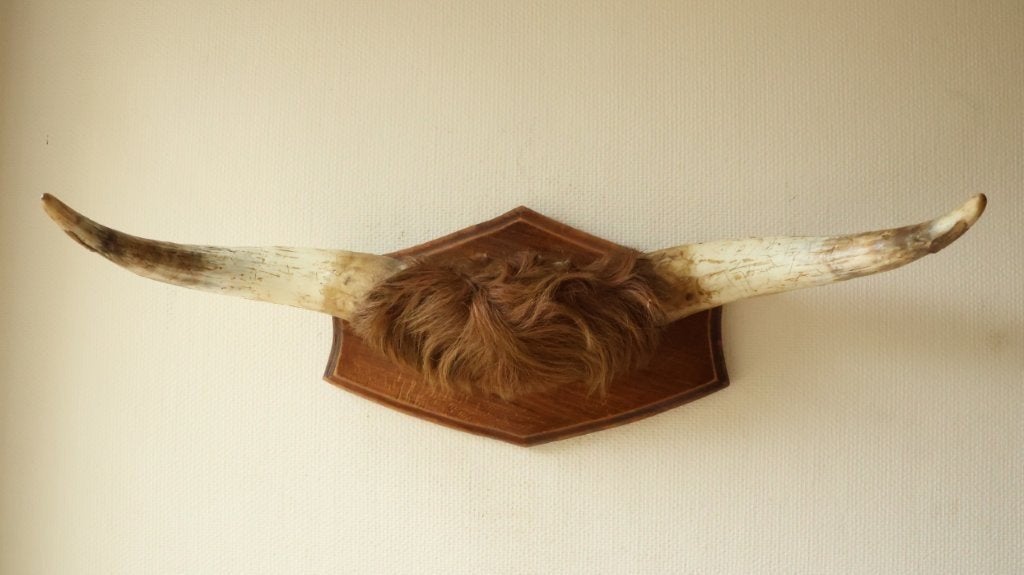 Taxidermie grote koehoorn longhoorns, Enlèvement ou Envoi, Utilisé, Animal de ferme, Bois ou Tête