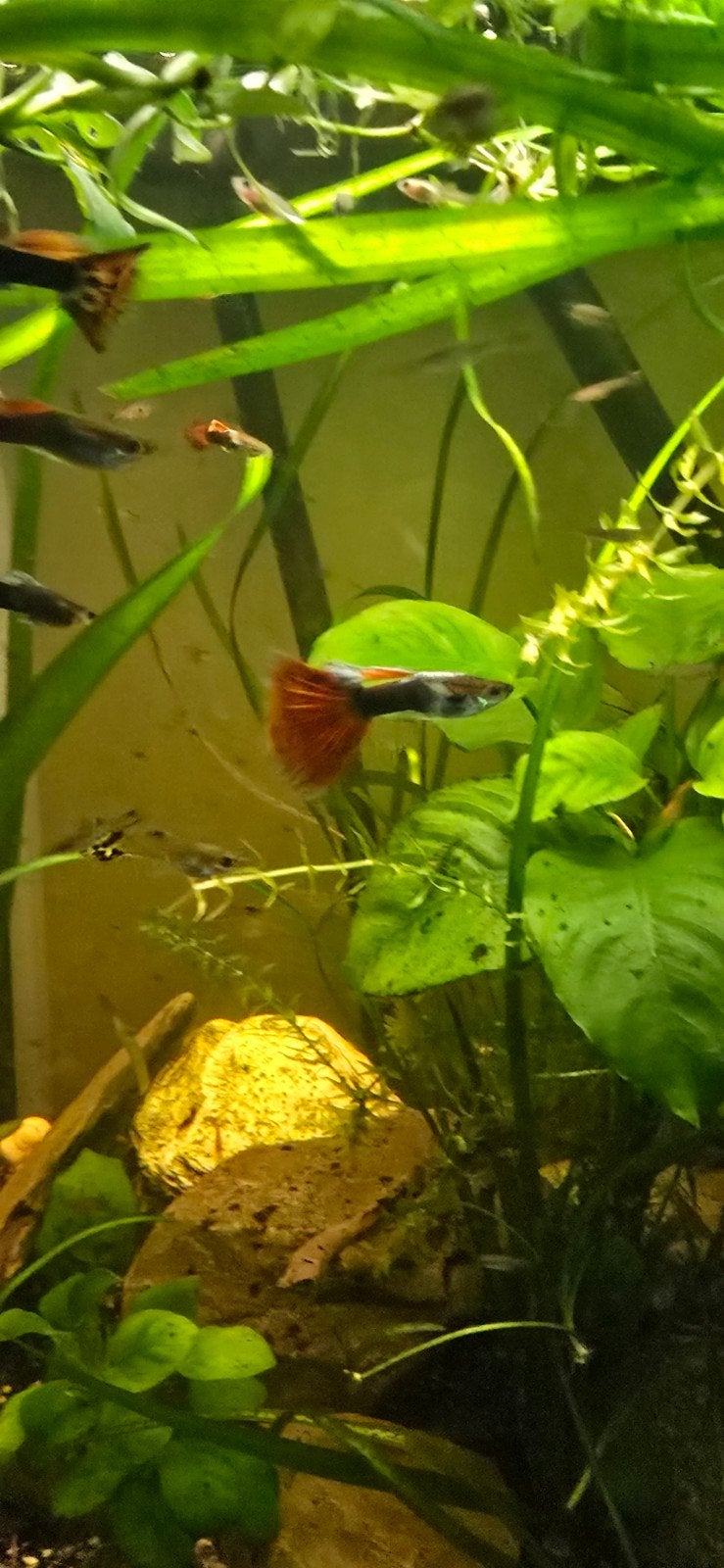 Eigen Kweek Guppy's Te Koop!, Vis, Zoetwatervis, Schoolvis