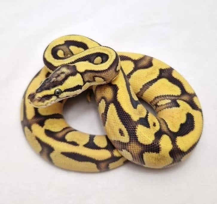 Enchi OD Yb Pastel het Clown koningspython vrouw Ball Python - female for sale from jurgen