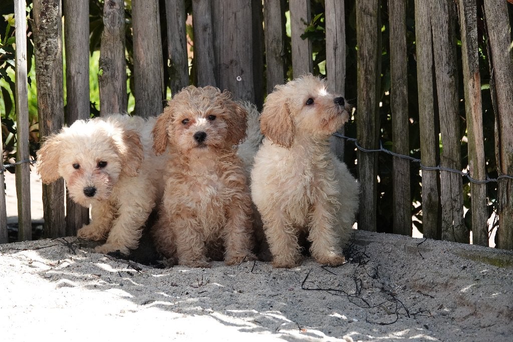 Dwergpoedel pups, Poedel, Parvo, België, 8 tot 15 weken
