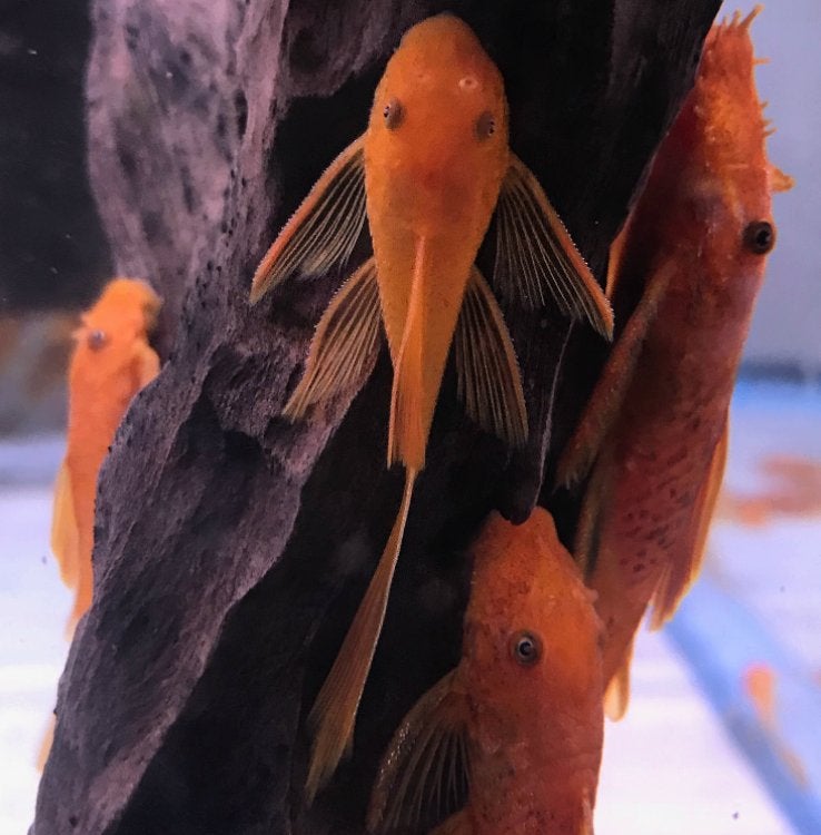 Super red longfin ancistrus, Animaux & Accessoires, Poissons | Poissons d'aquarium, Poisson d'eau douce, Poisson