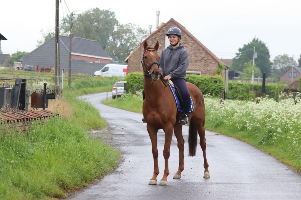 Leuke allround ruin, Ruin, Recreatiepaard