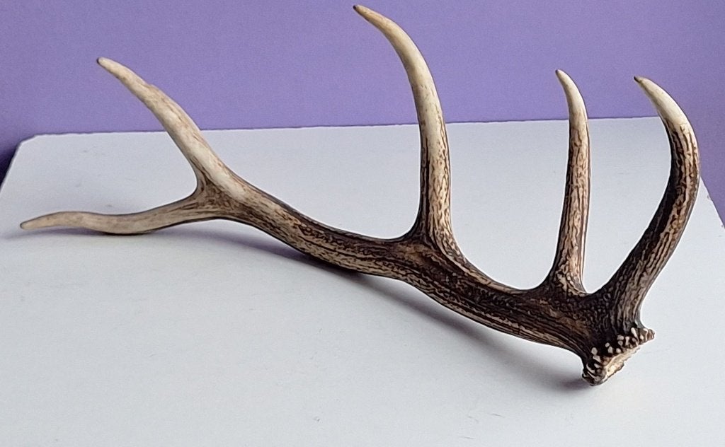 Joli grand ancien bois de cerf, Collections, Enlèvement ou Envoi, Utilisé, Cerf, Bois ou Tête