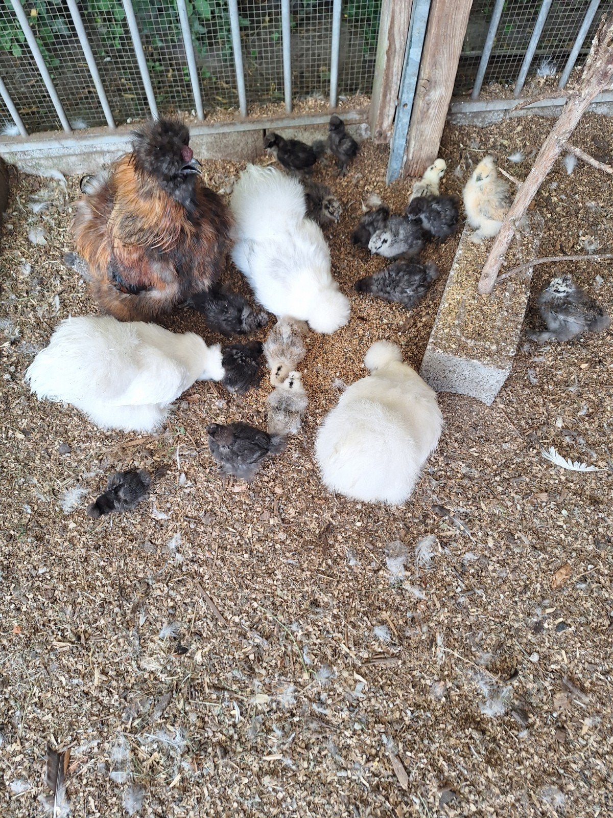 Broedeieren zijdehoen, Dieren en Toebehoren, Pluimvee