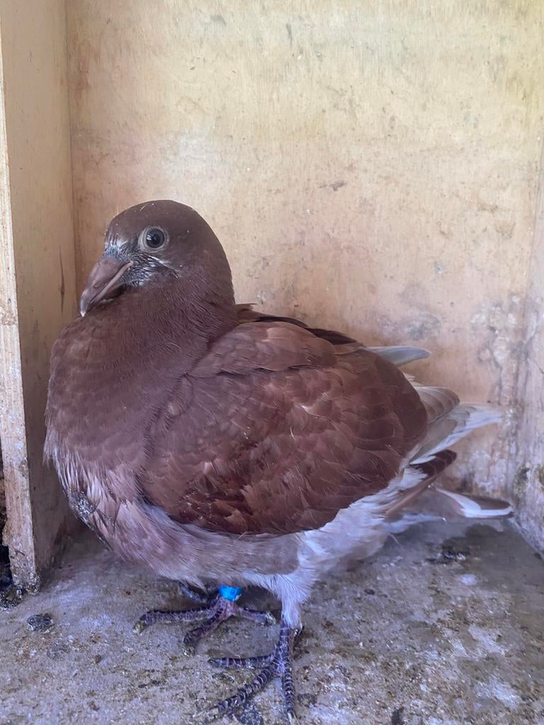Duif jong rood, Dieren en Toebehoren, Vogels | Duiven, Mannelijk, Postduif