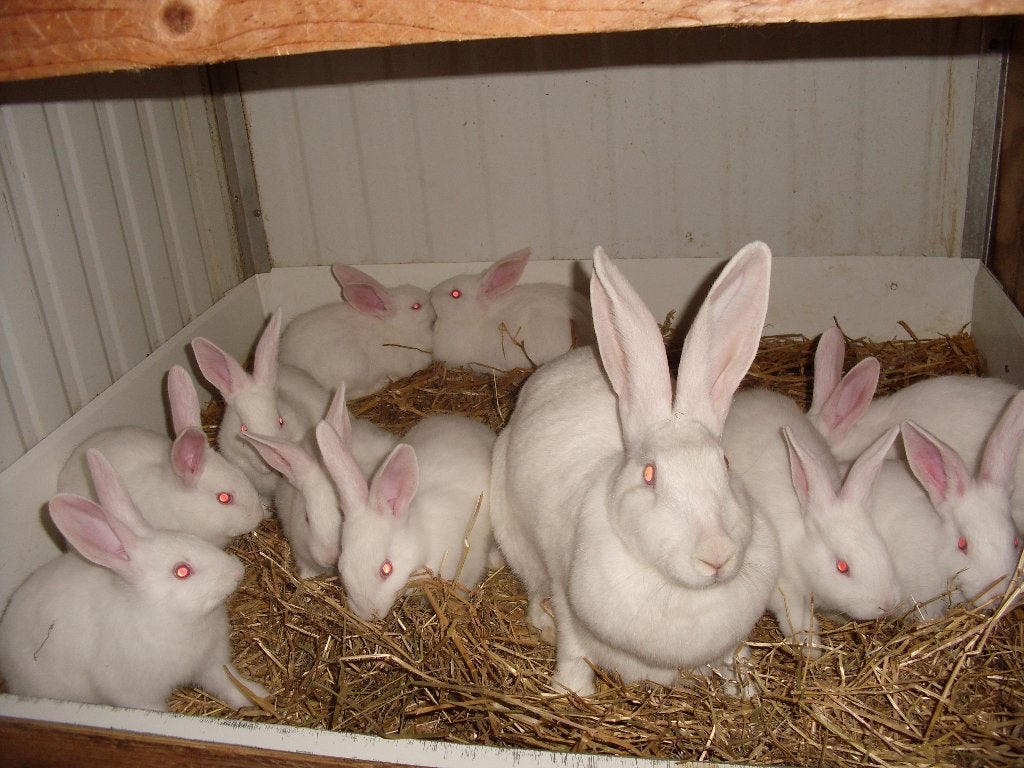 Konijnen  Witte Van Dendermonde, Dieren en Toebehoren, Konijnen