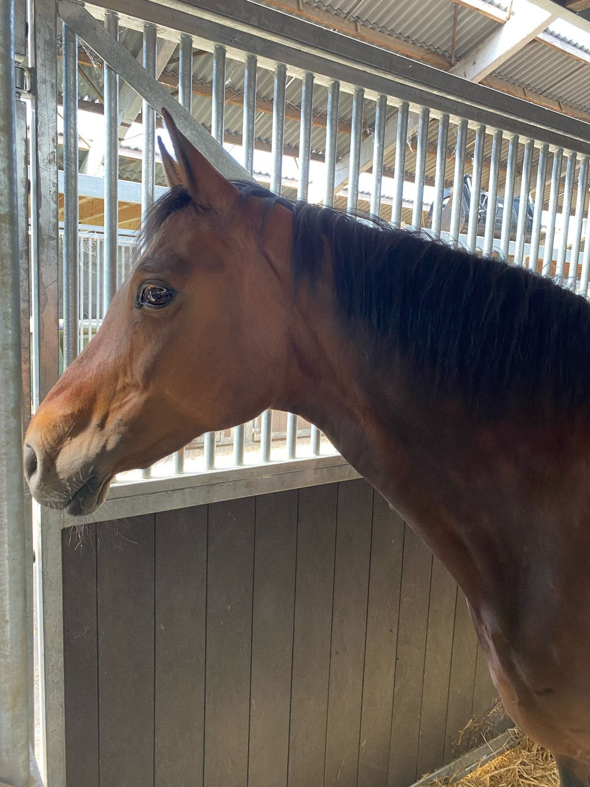 Drachtige fokmerrie te koop, Dieren en Toebehoren, Paarden, Z