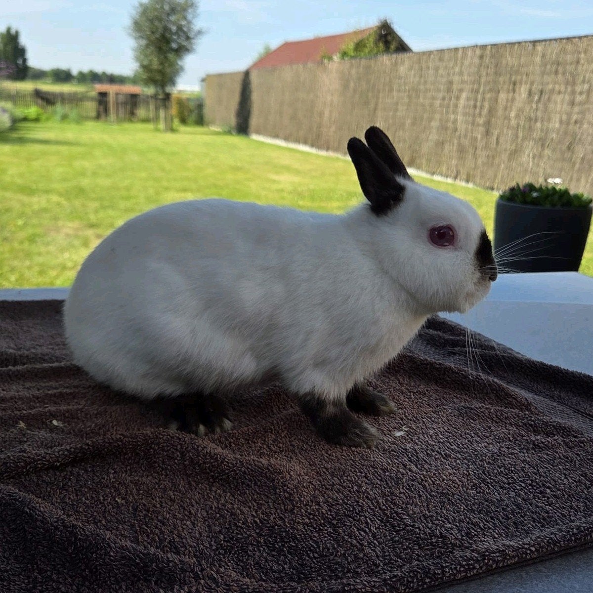 Kleurdwerg Rus - Ram, Mâle, Petit, 0 à 2 ans