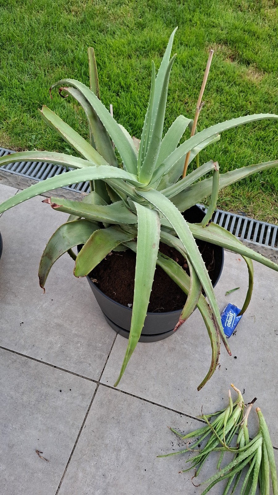 Aloë vera plantjes, Tuin en Terras, Ophalen