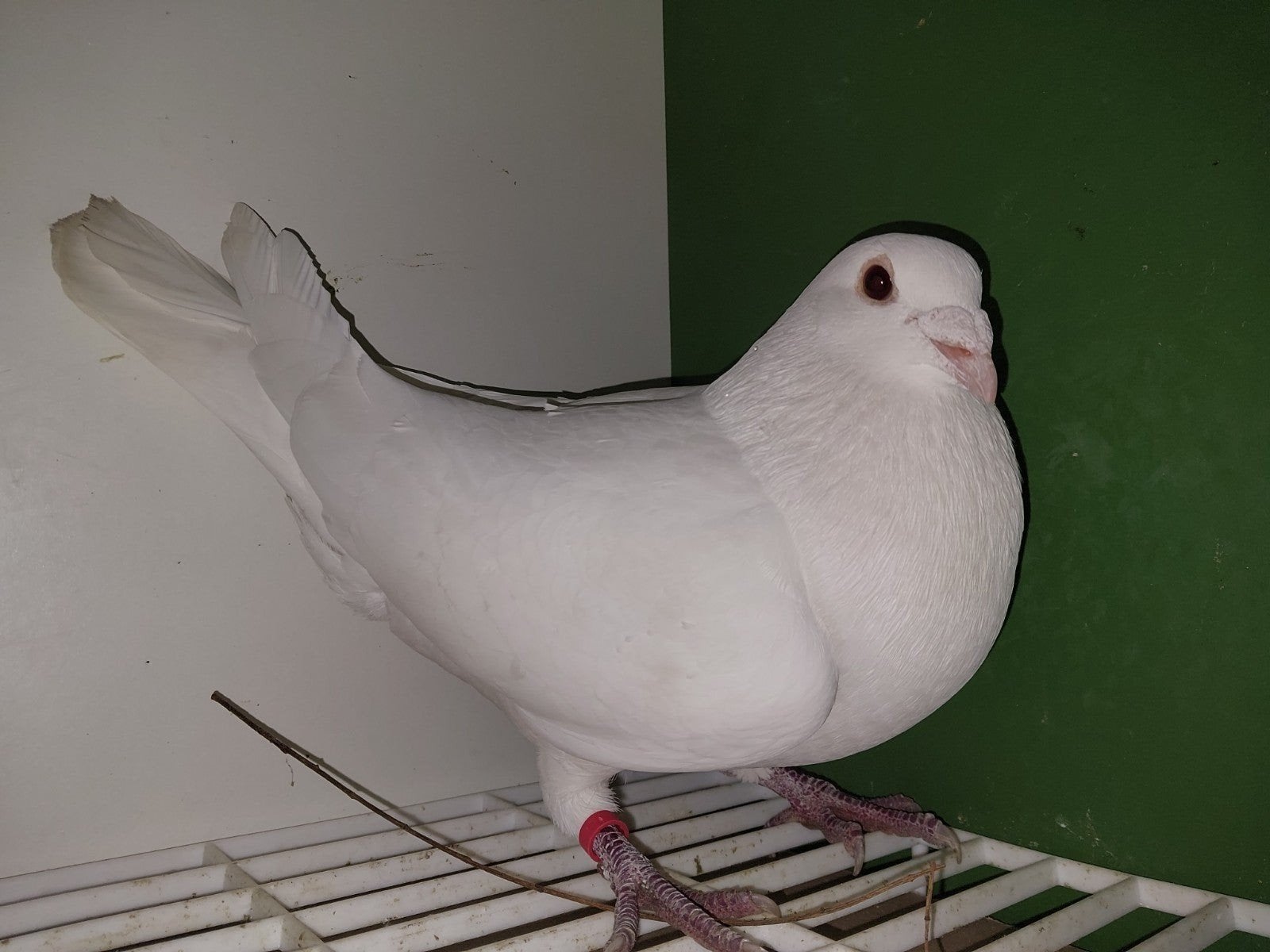 Postduif. Spierwit, Dieren en Toebehoren, Postduif